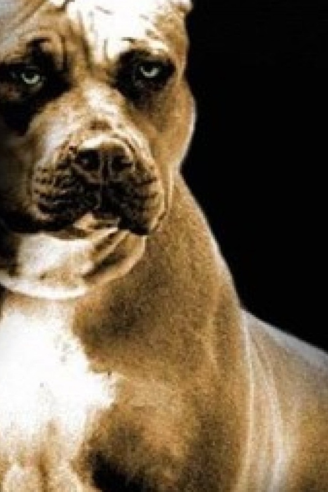 Строгий взгляд питбуля