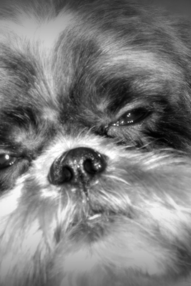 Строгий взгляд шитцу