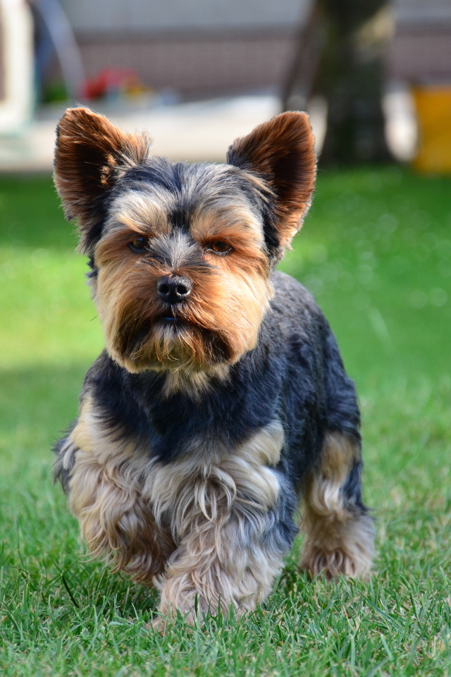 Строгий йоркширский терьер