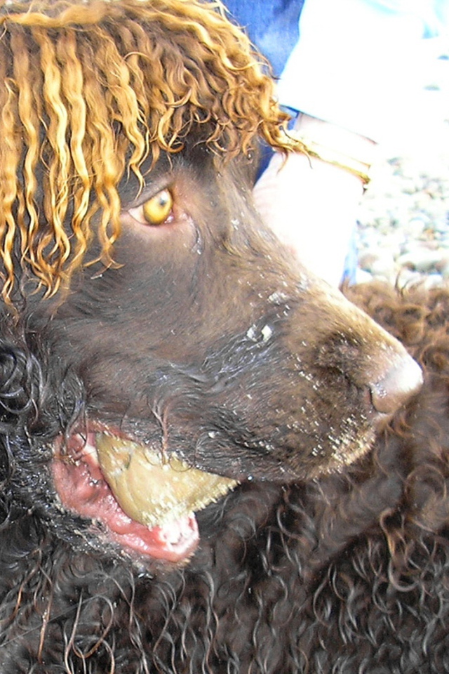 Удивленный ирландский водяной спаниель