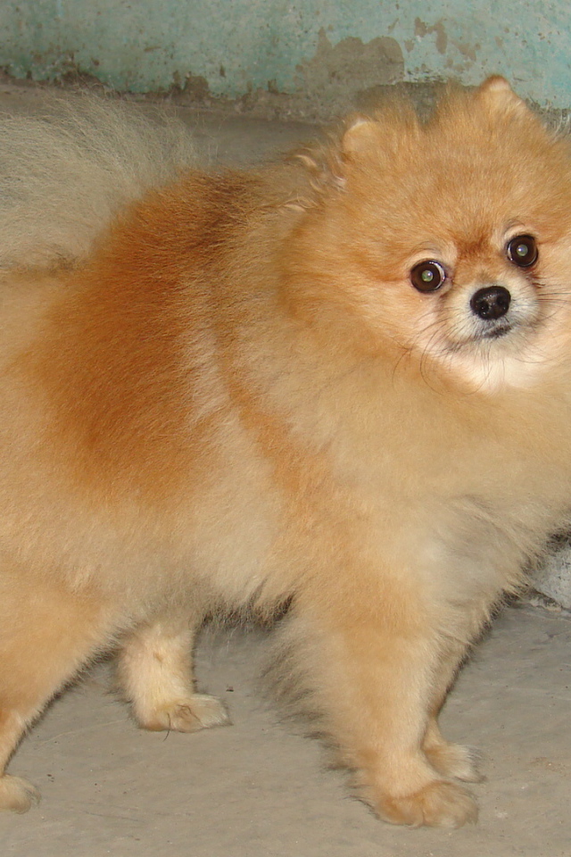 Удивленный рыжий шпиц