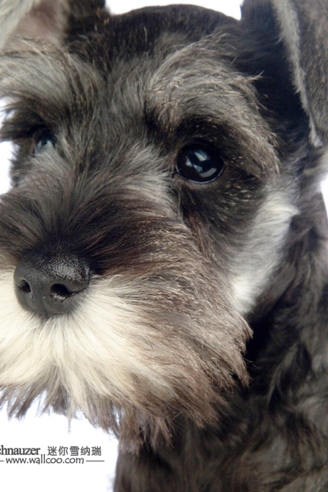 Милая мордочка шнауцера