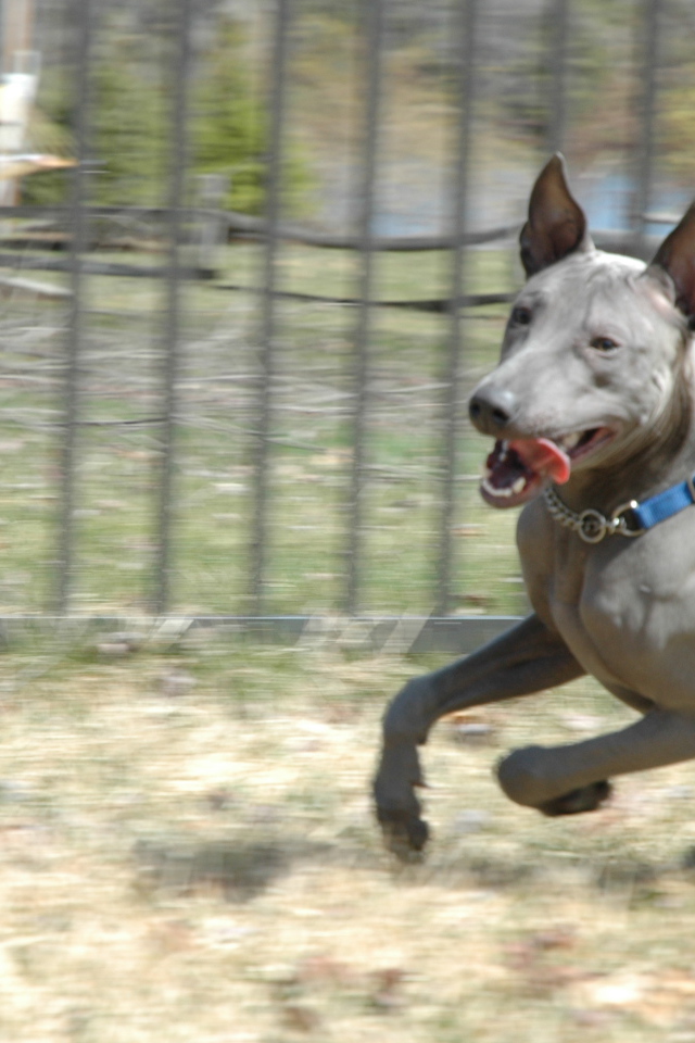 Стремительный тайский риджбек