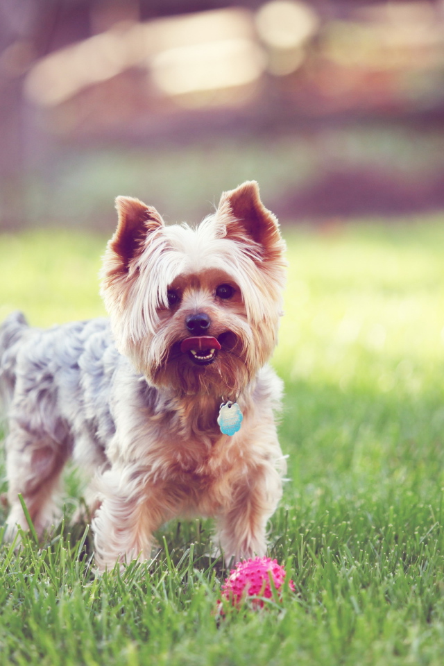 Терьер с мячиком на траве