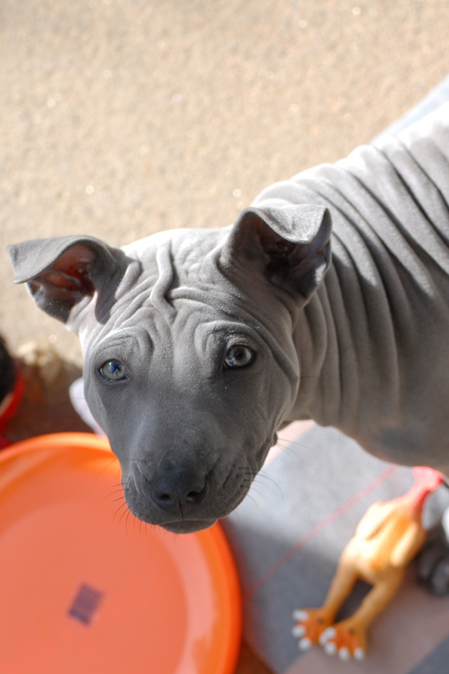 Тайский риджбек просит кушать