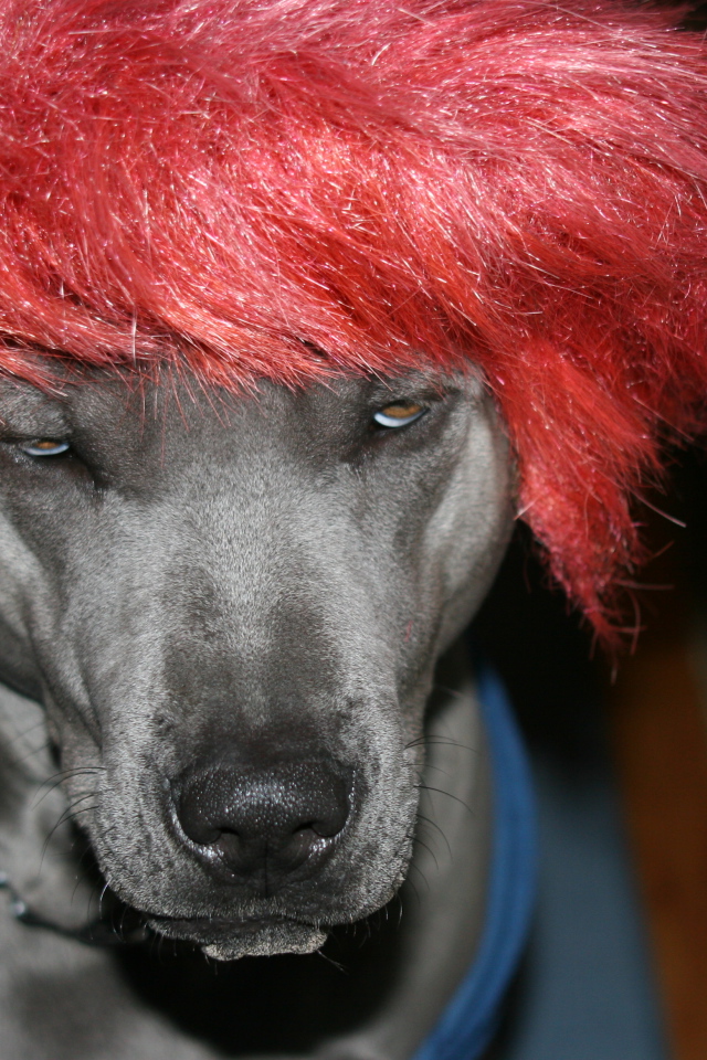 Тайский риджбек в парике