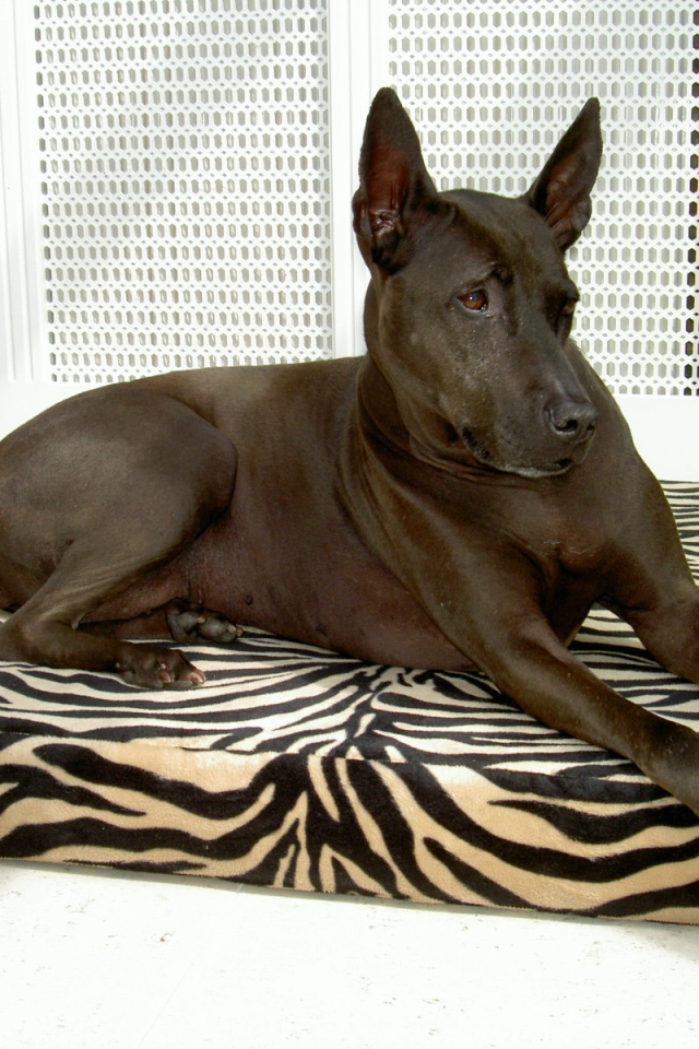 Тайский риджбек на подстилке