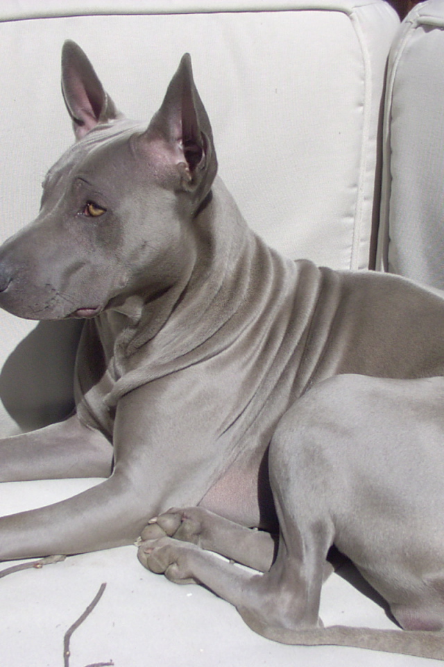 Тайский риджбек на диване