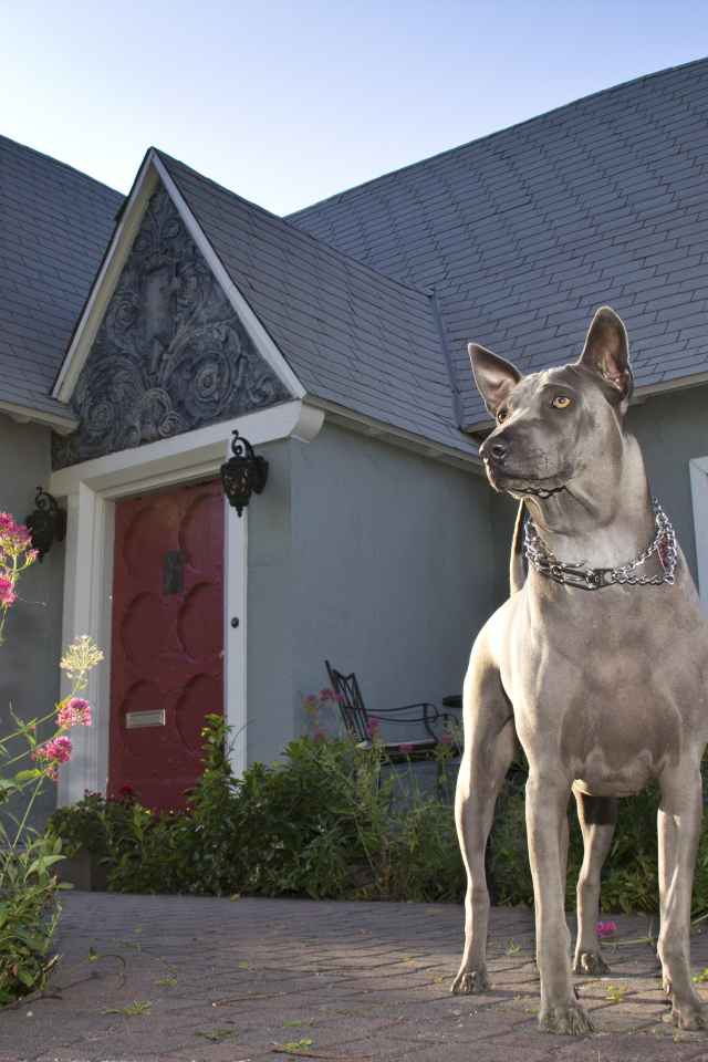 Тайский риджбек охраняет дом