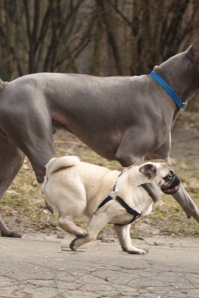 Тайский риджбек наперегонки с мопсом