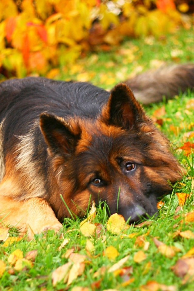 Немецкая овчарка лежит среди осенних листьев