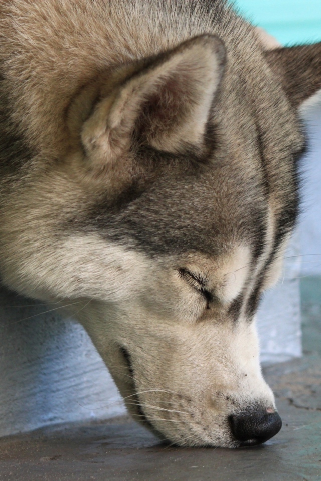 Собака Хаски спит