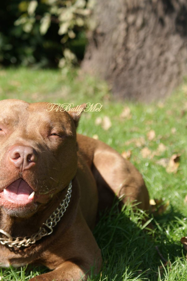 Питбуль лежит на траве