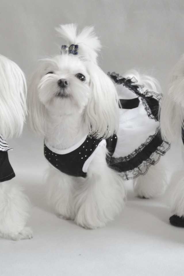 Три мушкетера болонки