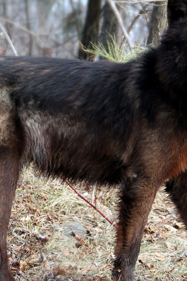 Дикая собака