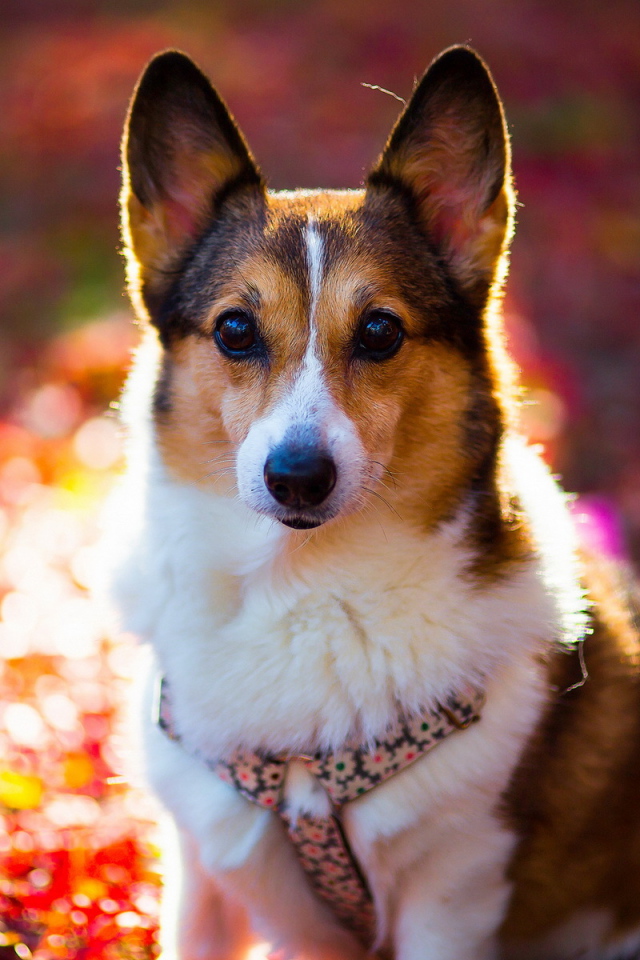 Внимательный взгляд друга