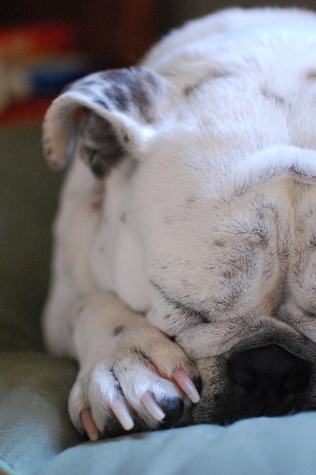 Бульдог закрыл морду лапами