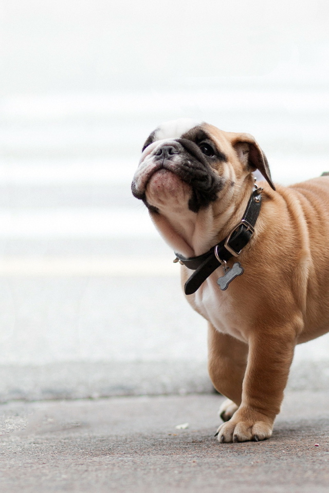 Собака на прогулке