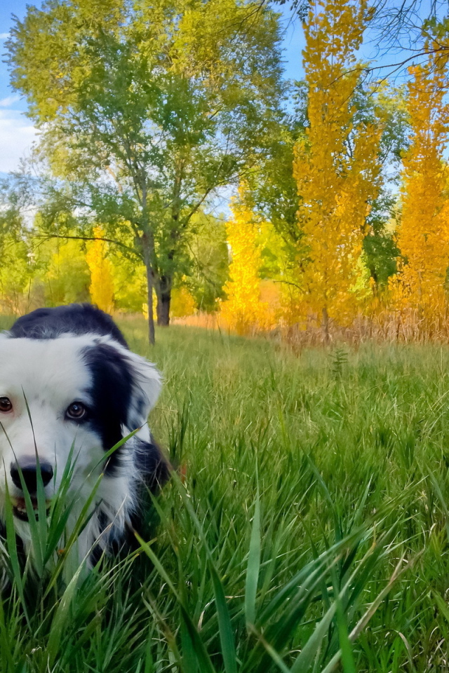 Собака в осеннем парке