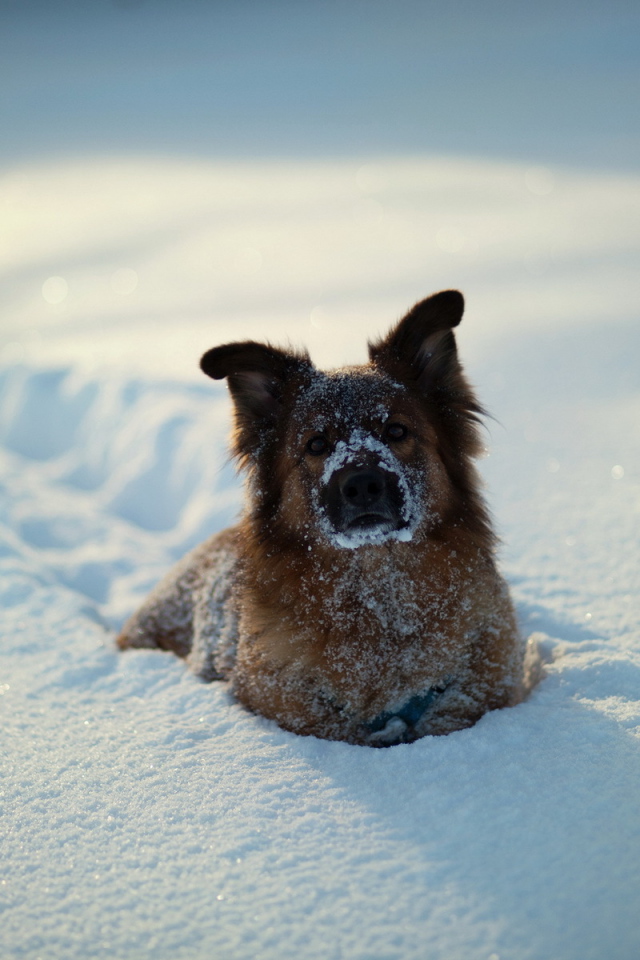 Собака в глубоком снегу