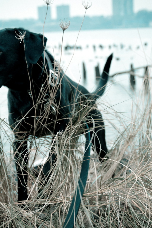 Собака в траве у озера