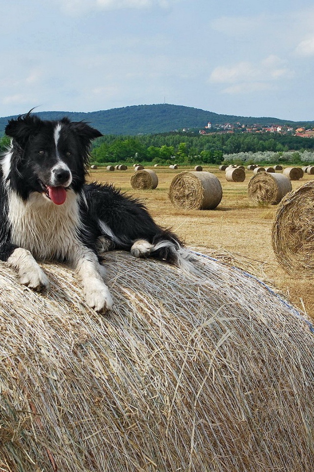 Собака на сене
