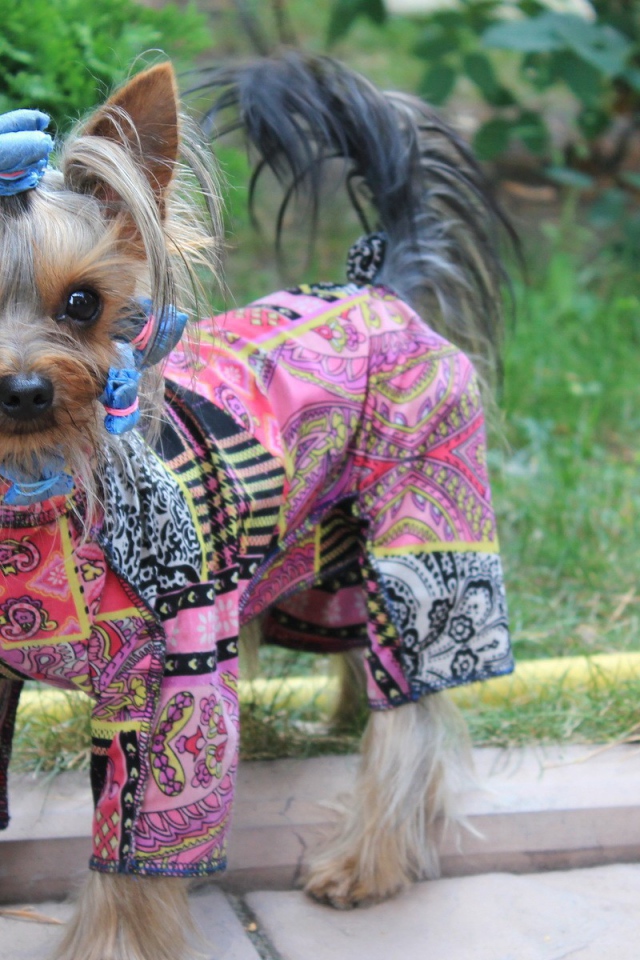 Собака в стильной одежде