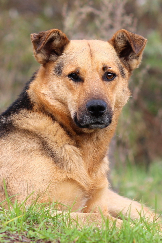 Собака лежит на траве