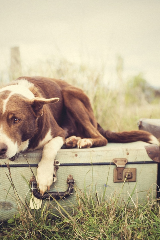 Собака лежит на чемодане