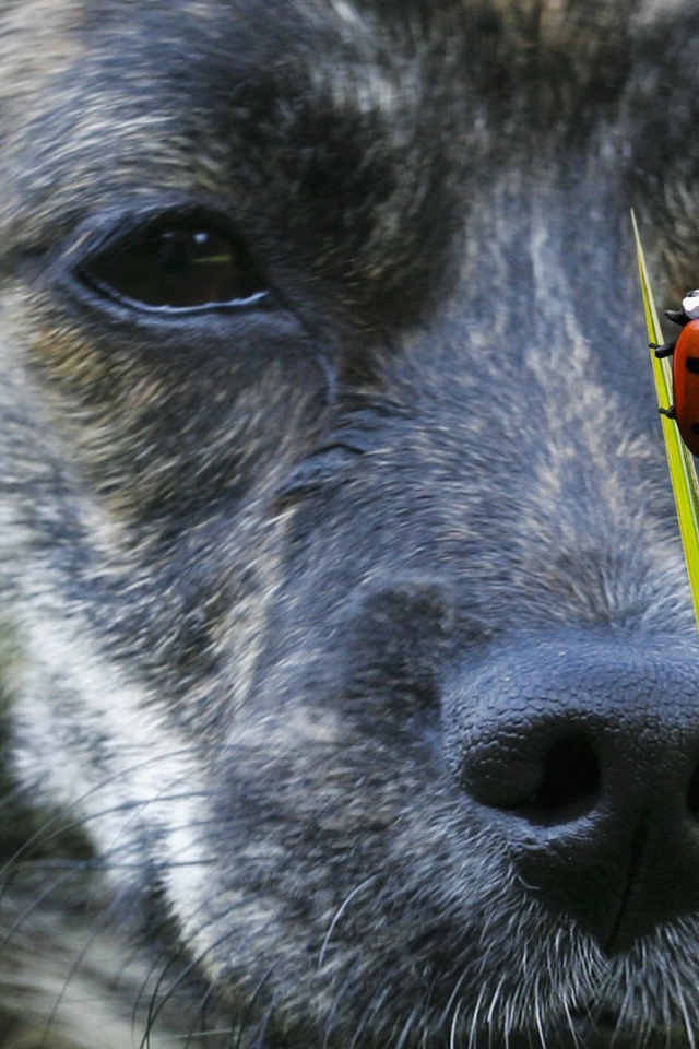 Собака смотрит на божью коровку