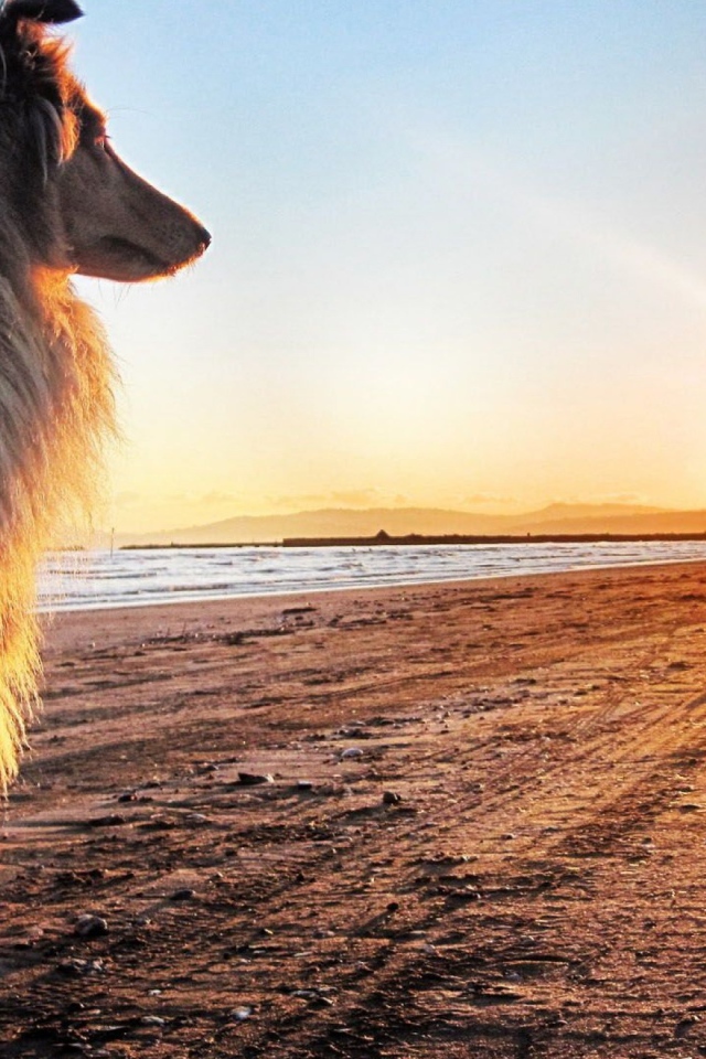 Собака смотрит на закат