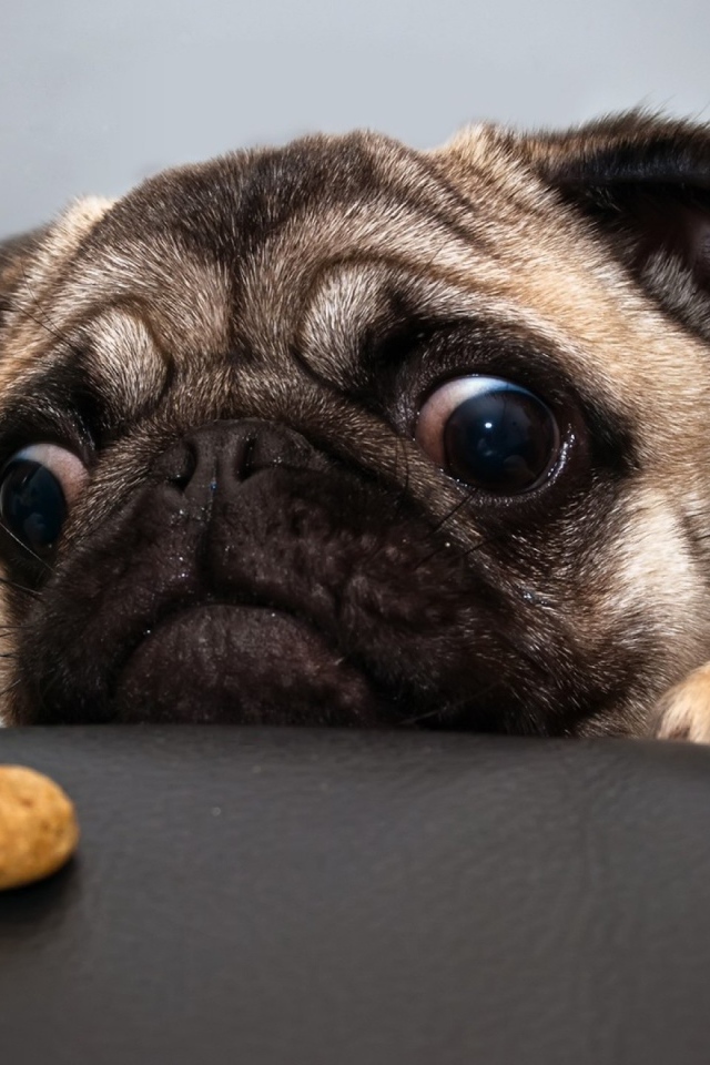 Собака смотрит на еду