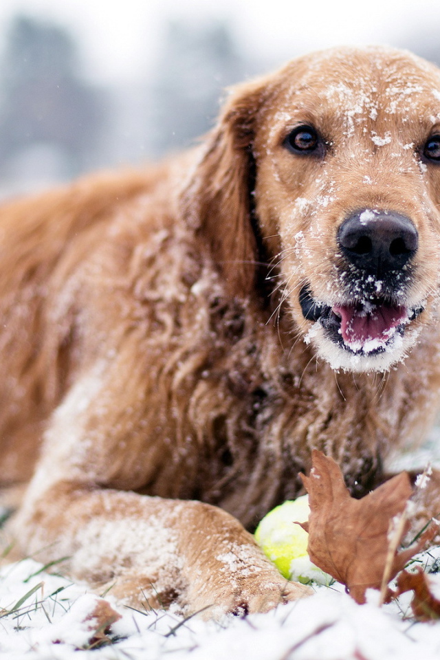Собака лежит на снегу