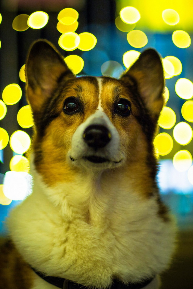 Собака на фоне огней