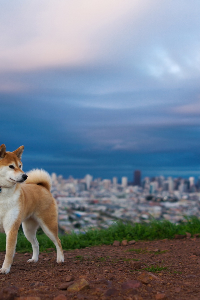 Собака на фоне города