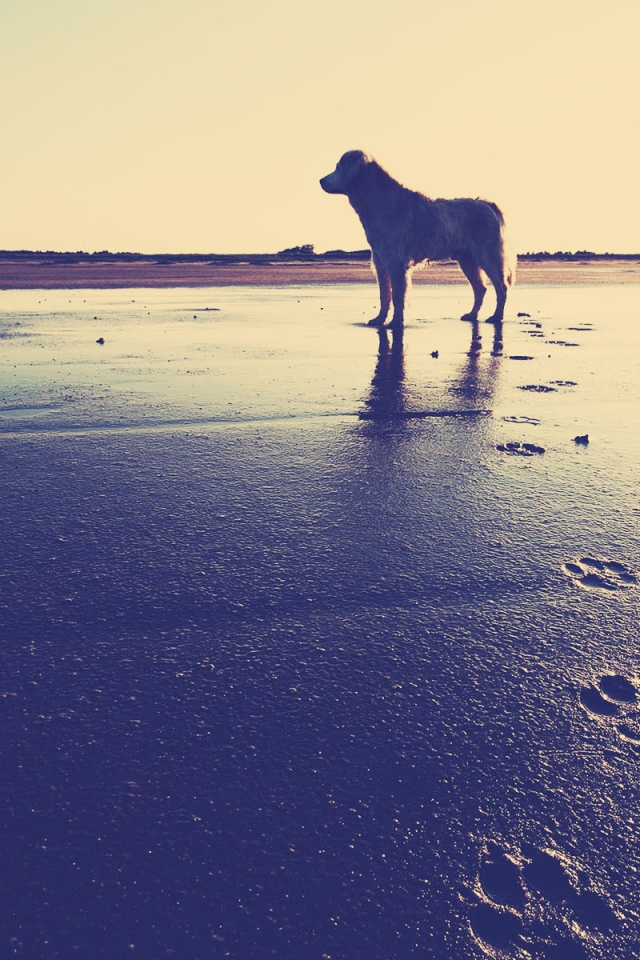 Собака на пляже