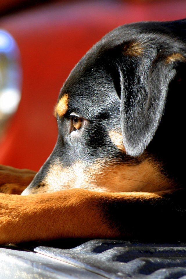 Собака на бампере