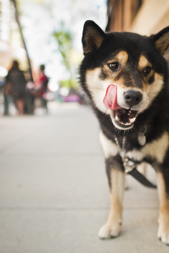 Собака на улице