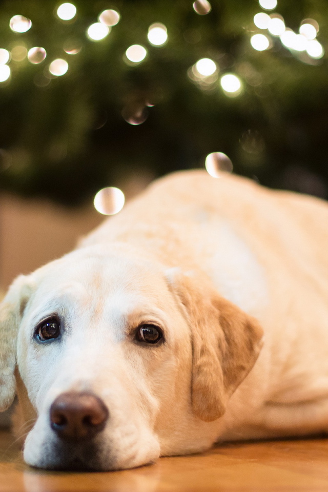 Собака под елкой