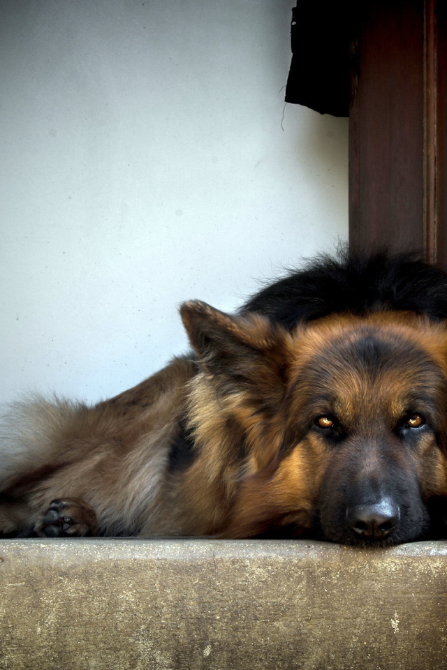 Собака ждет хозяина