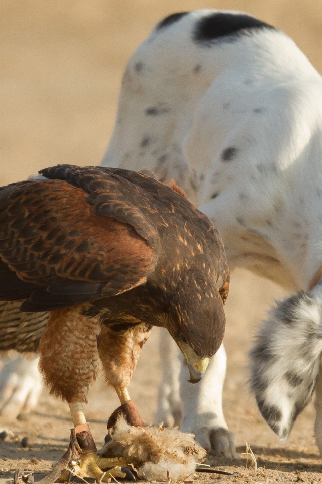 Собака тоже хочет кушать
