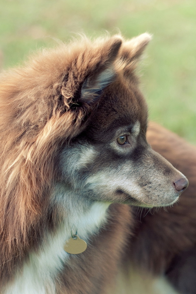 Собака с жетоном