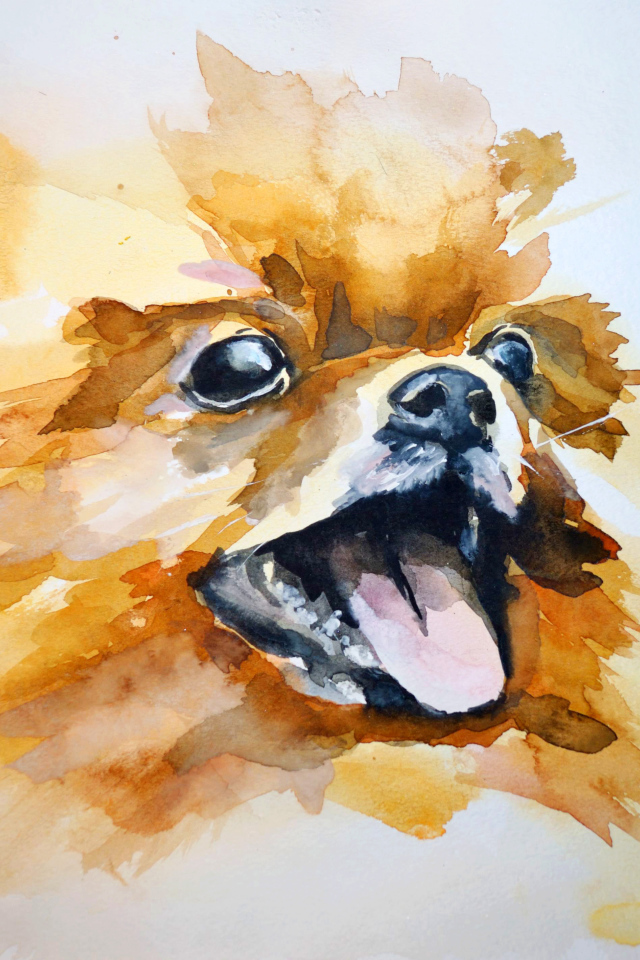 На рисунке шпиц