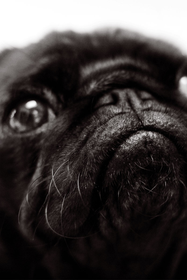 Морда черной собаки