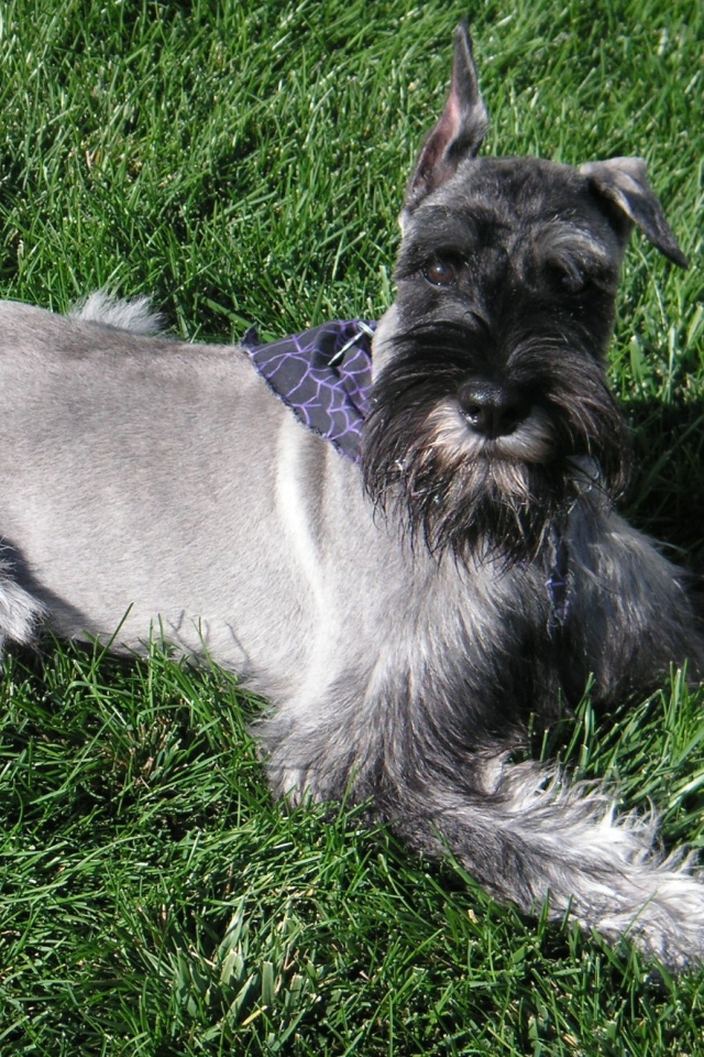 Девятимесячный шнауцер на траве