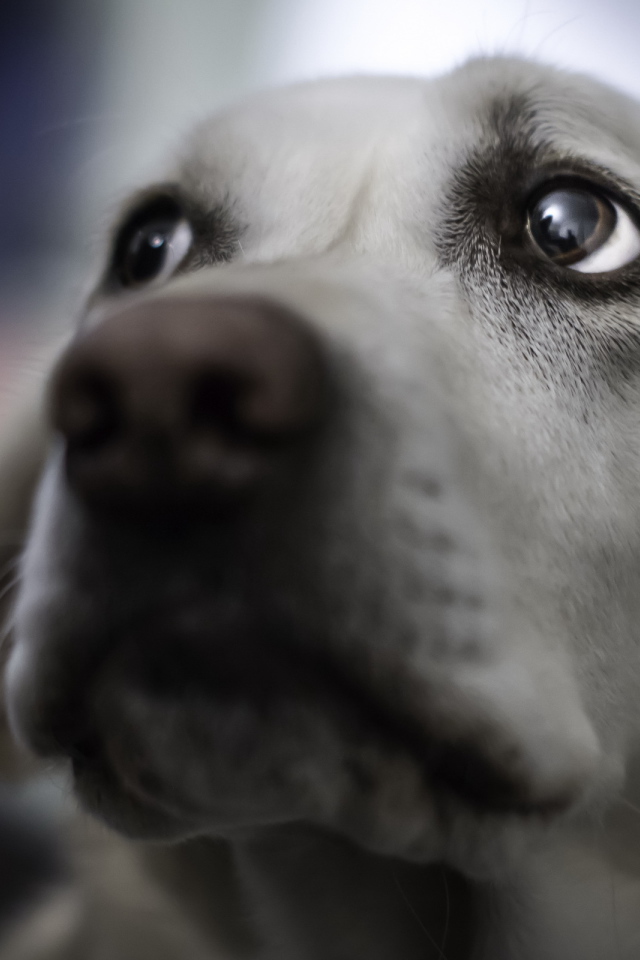 Взгляд собаки