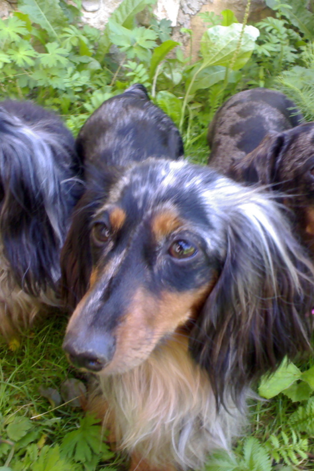 Трио такс в зарослях