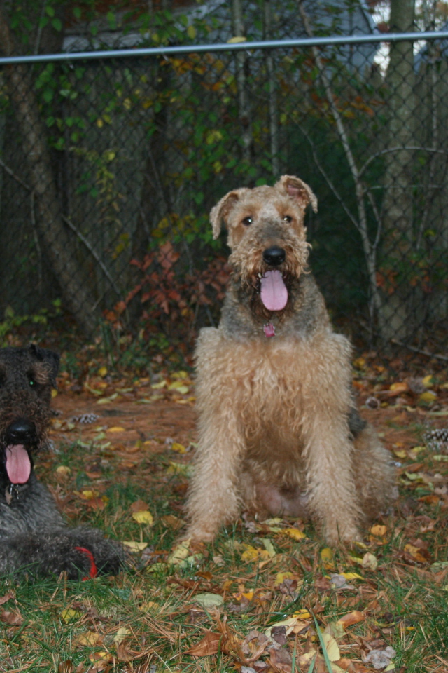 Три эрдельтерьера на охране