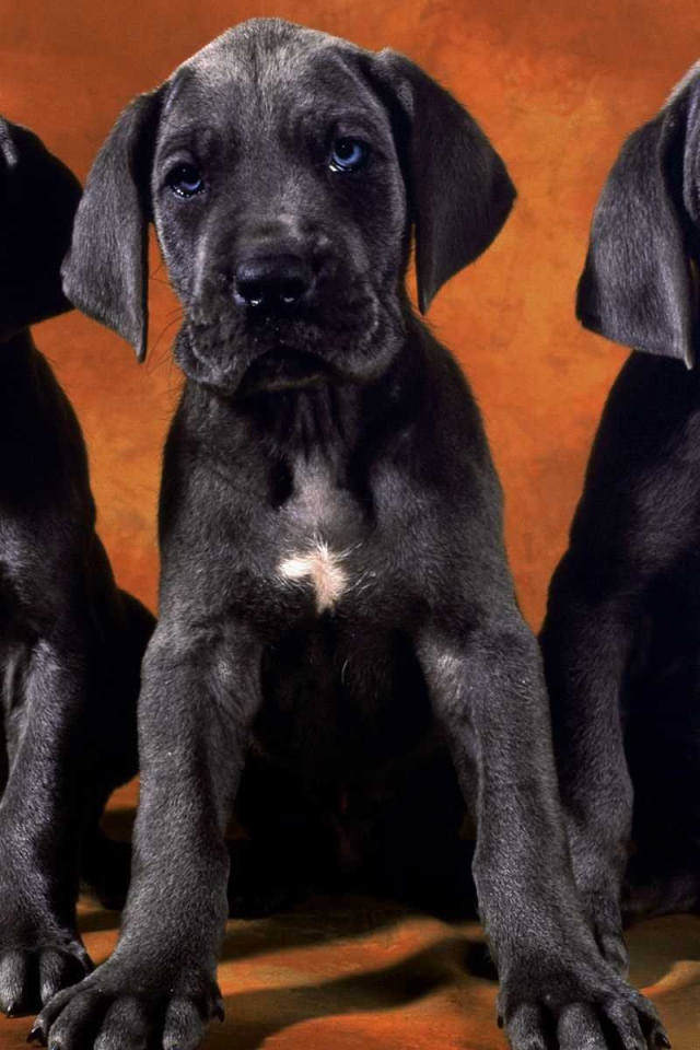 Три щенка добермана