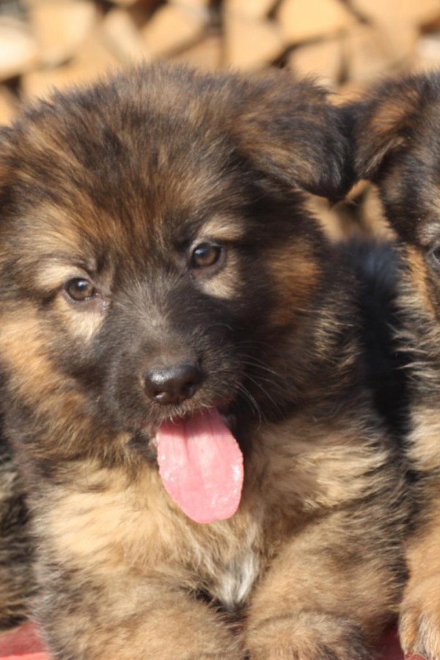 Три щенка немецкой овчарки